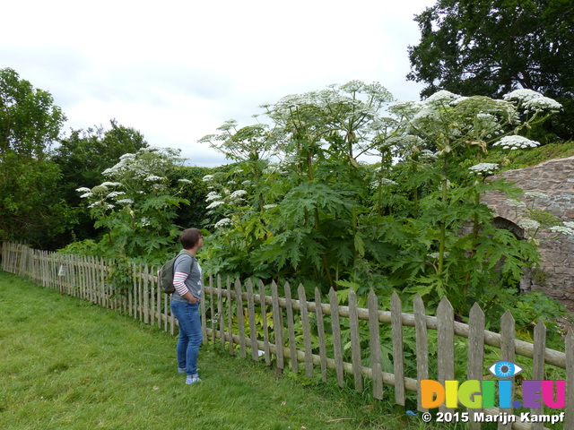 FZ018805 Jenni at Giant Cow Parsley